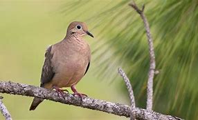 Mimpi Dapat Burung Perkutut Togel